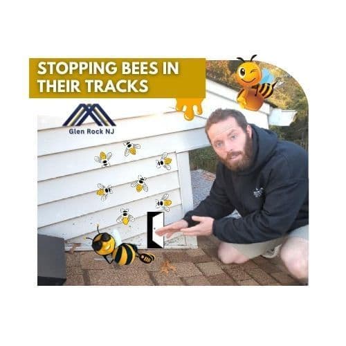 bee invasion